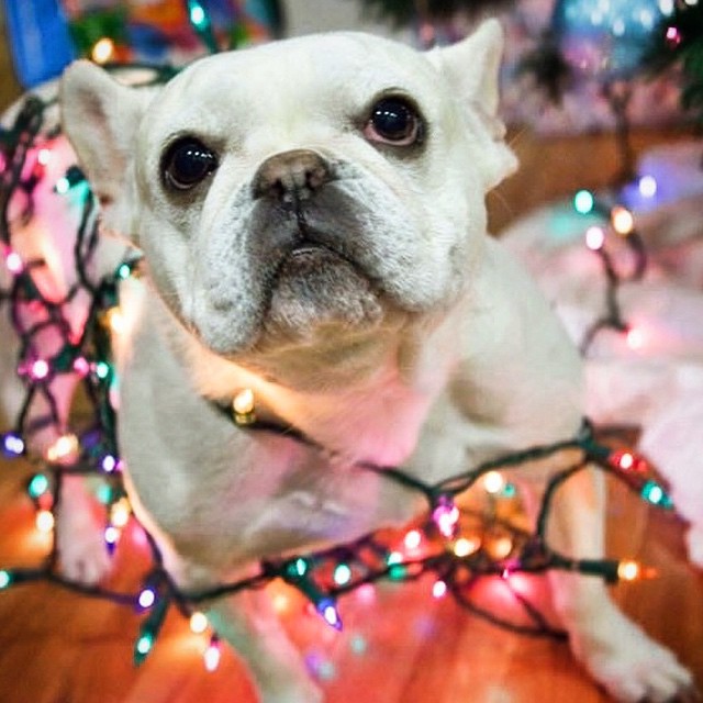 Frenchie Bulldog Festive Frenchies Holiday Dog Contest
